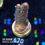 Acropora Millepora 'Pastel Rainbow