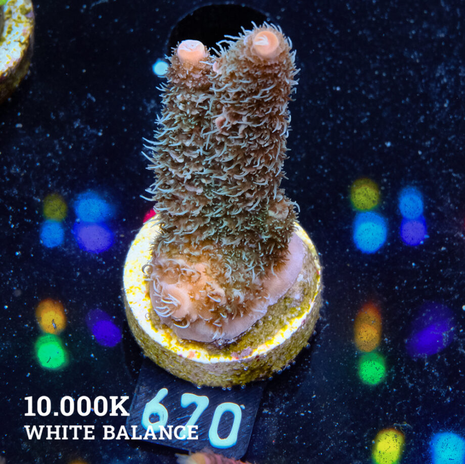 Acropora Millepora 'Pastel Rainbow