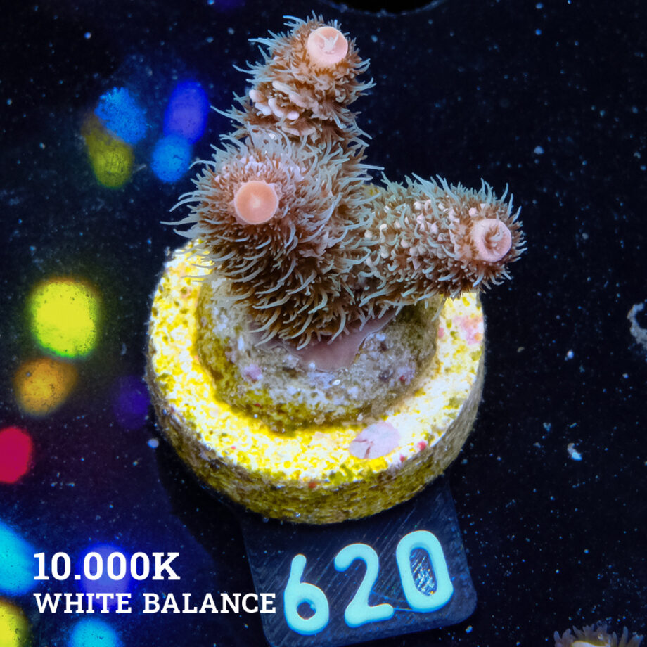 Acropora Millepora 'Pastel Rainbow'