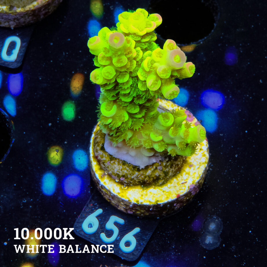 Acropora Tenuis 'Arco iris verde ultra'