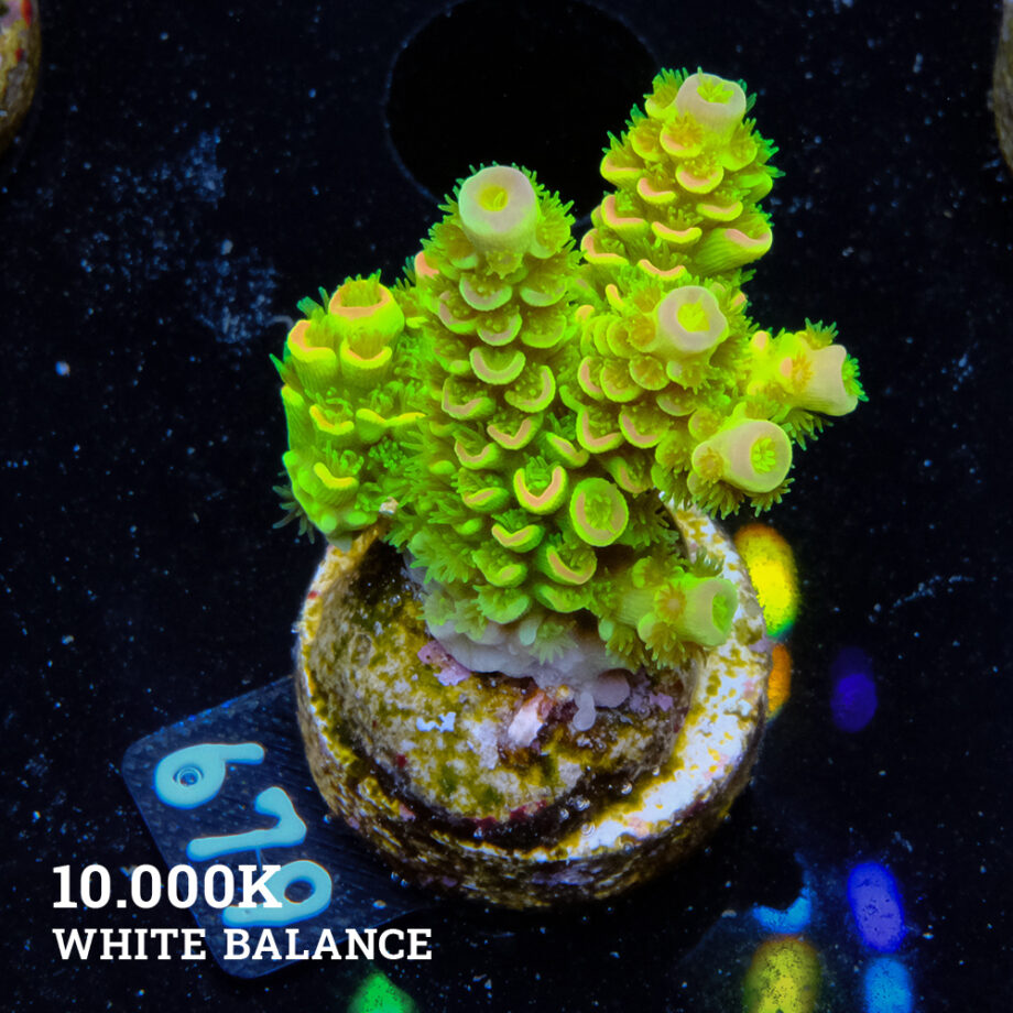 Acropora Tenuis 'Arco iris verde ultra'