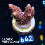 Acropora Millepora 'Pink'