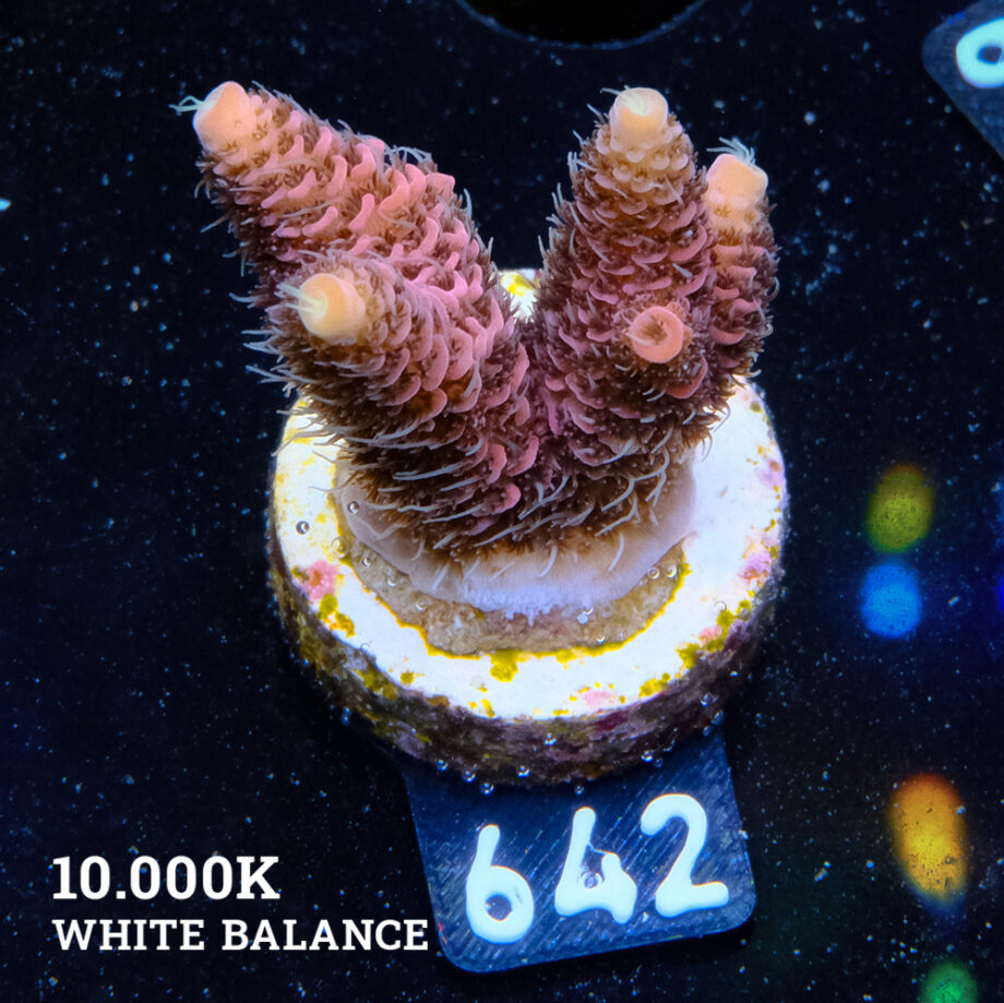 Acropora Millepora 'Pink'