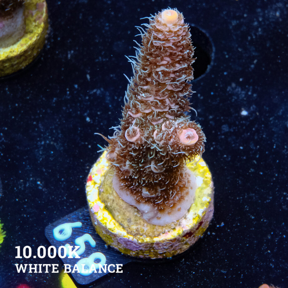 Acropora Millepora 'Pastel Rainbow'
