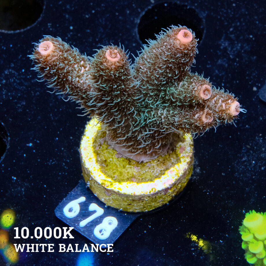 Acropora Millepora 'Pastel Rainbow'