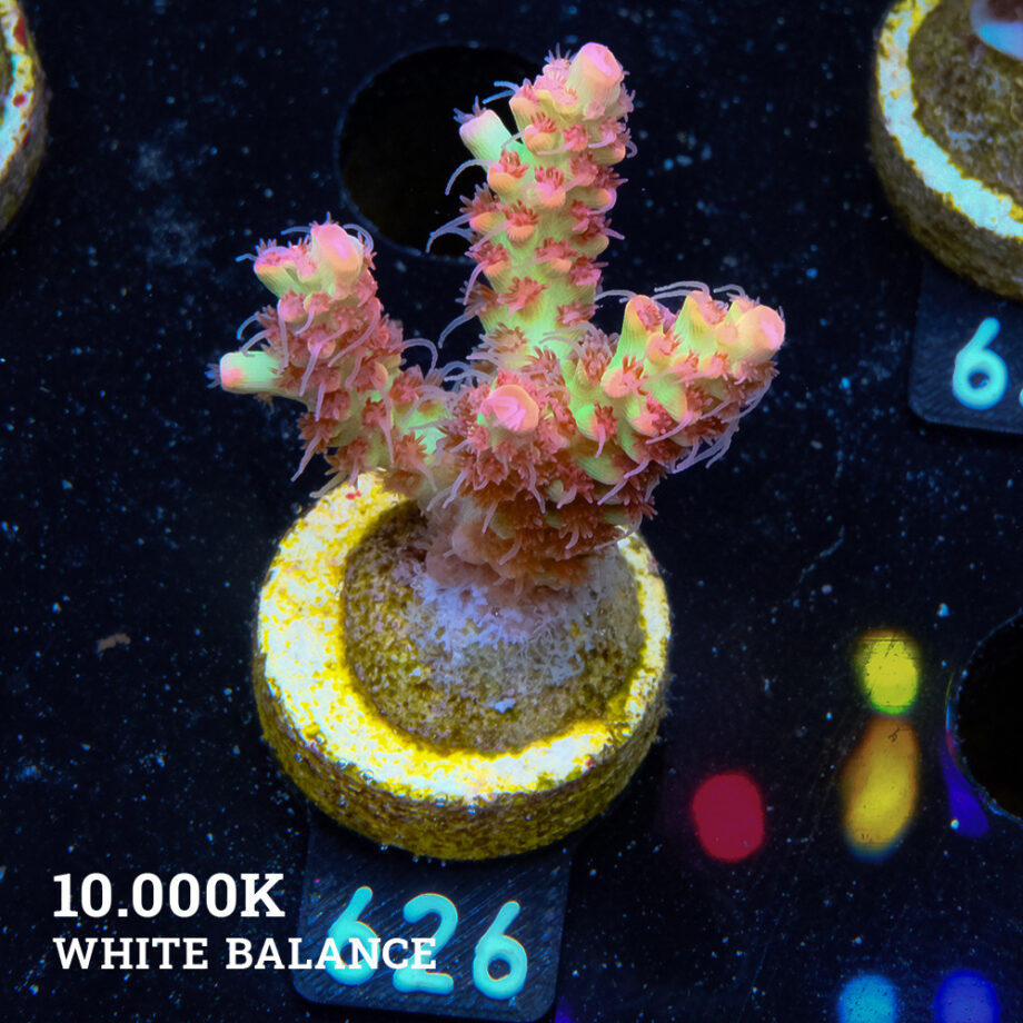 Acropora Microklados 'SSC