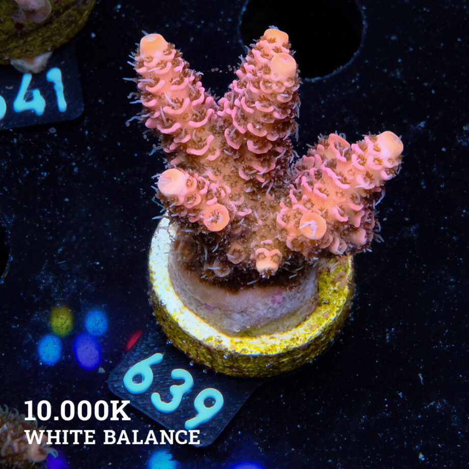 Acropora Millepora 'Pink