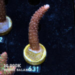 Acropora Aspera