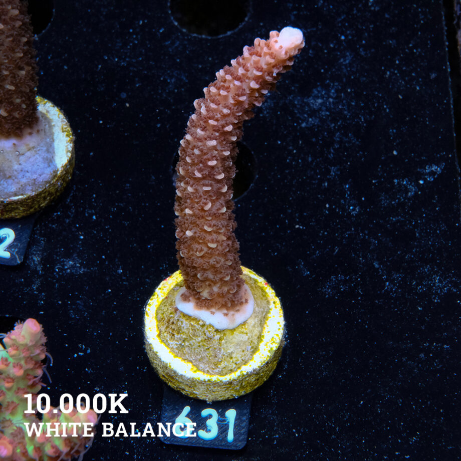 Acropora Aspera