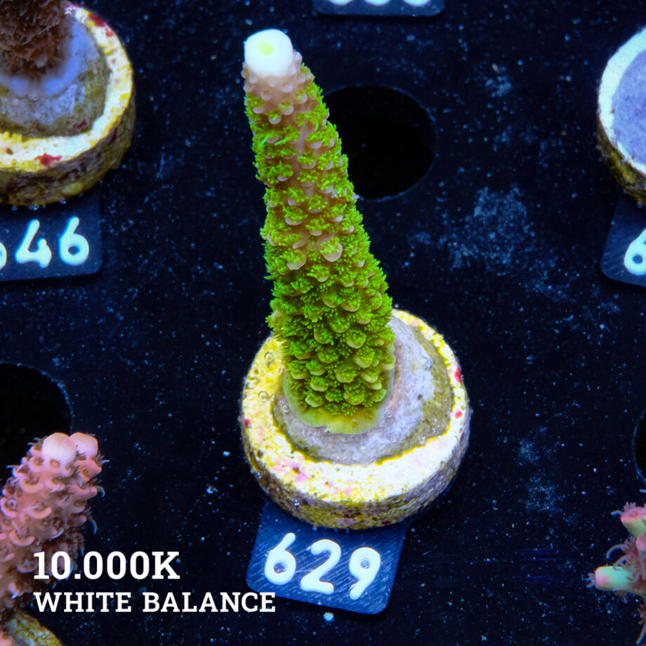 Acropora Aspera 'Néon