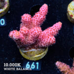 Acropora Millepora 'Pink'