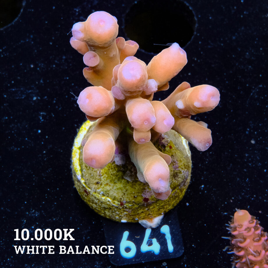 Acropora 'Jawdropper'