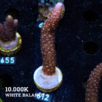 Acropora Aspera