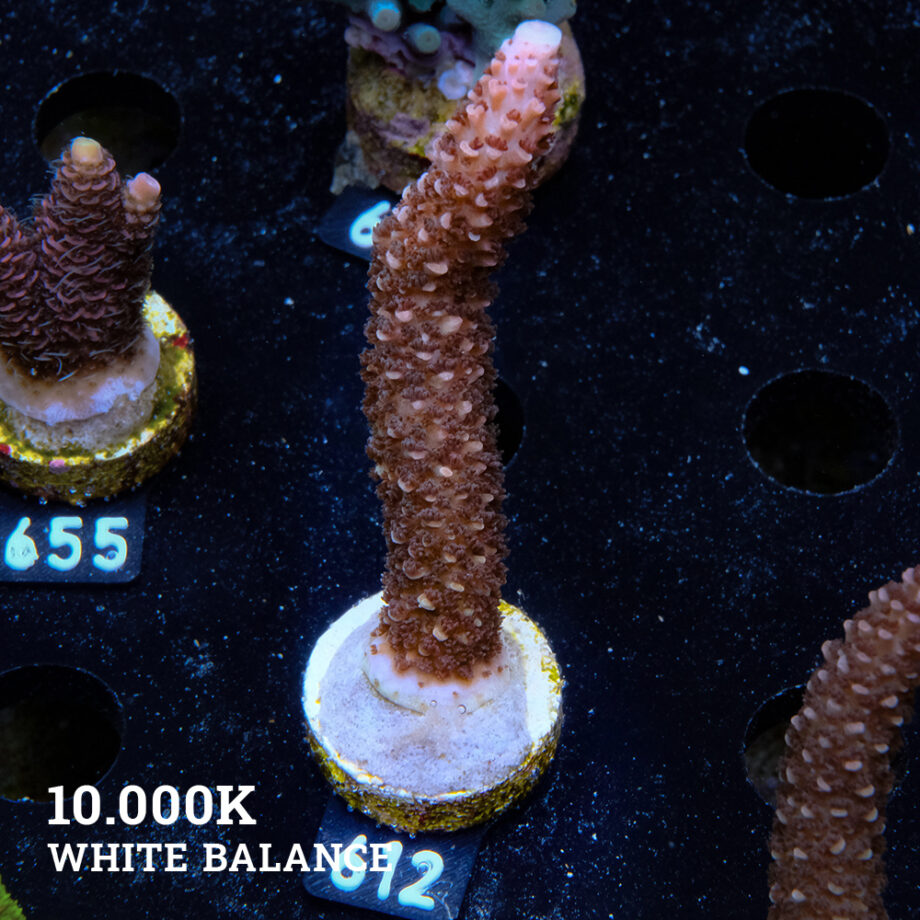 Acropora Aspera