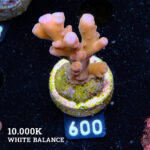 Acropora 'Jawdropper