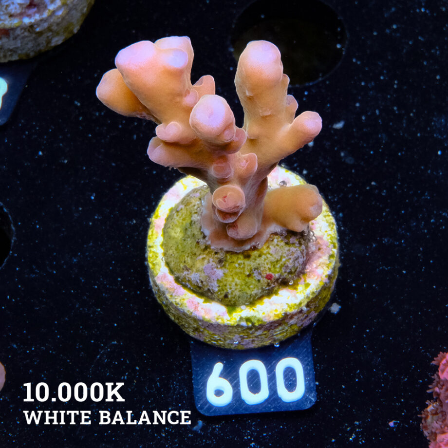 Acropora 'Jawdropper' (gotero)