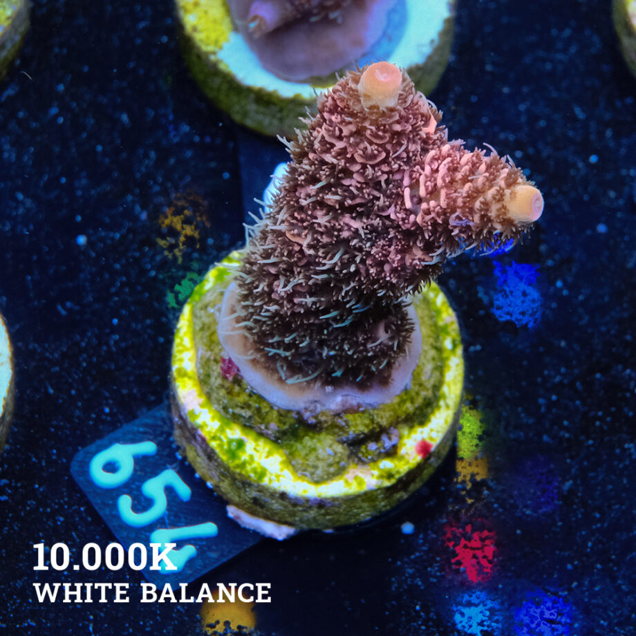 Acropora Millepora 'Orange