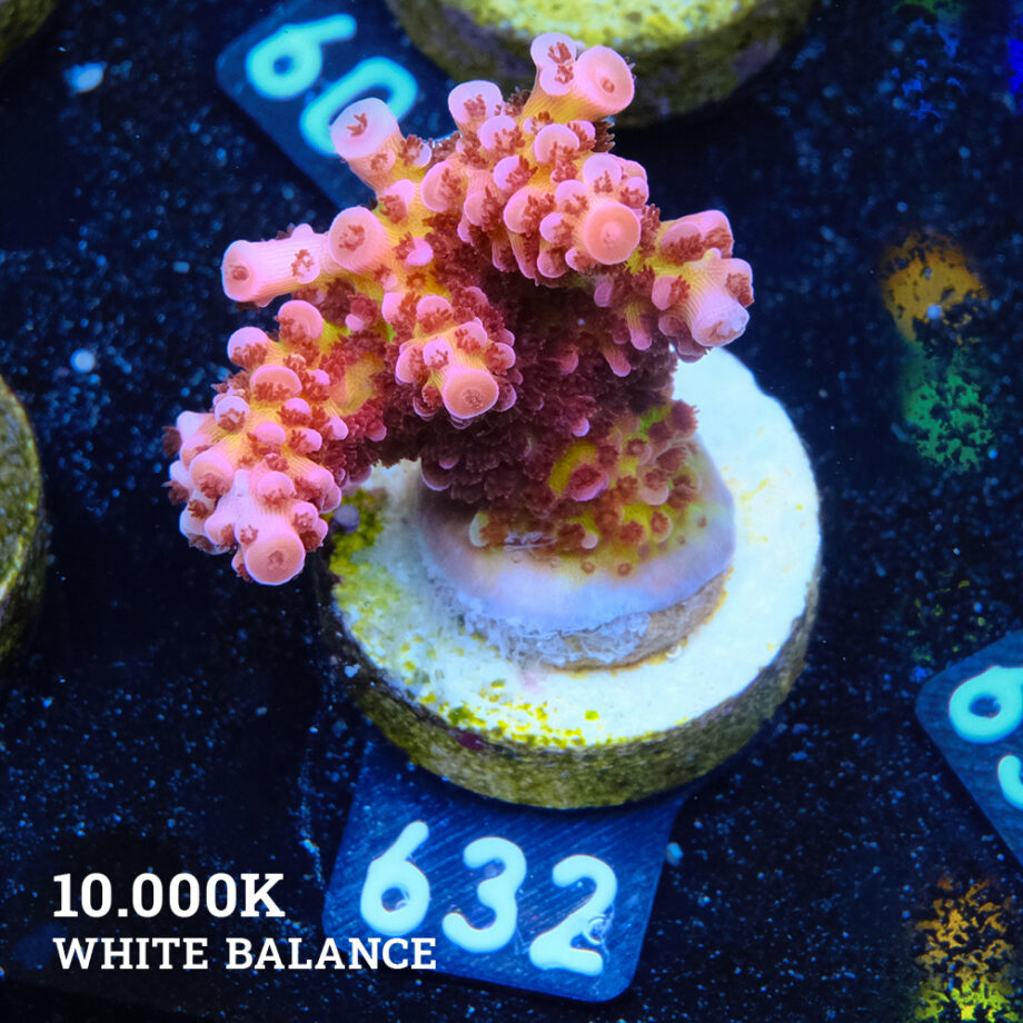 Acropora 'Fluo Bicolor'