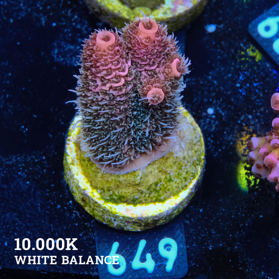 Acropora Millepora 'Pink Rainbow'