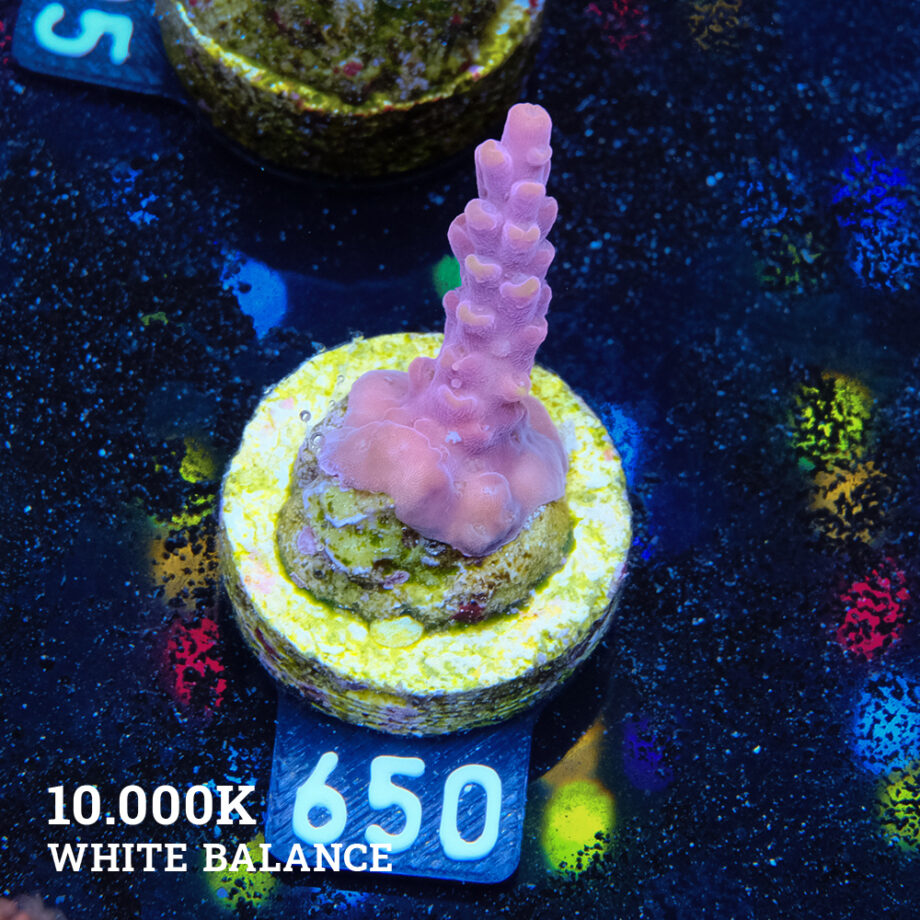 Acropora Rosaria