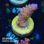 Acropora Gimmifera "Tricolor