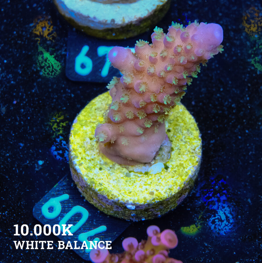 Acropora Gimmifera 'Tricolor'