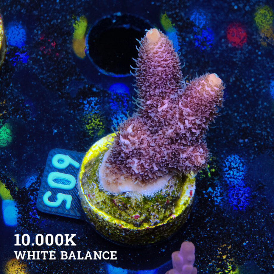 Acropora Millepora 'Rosa