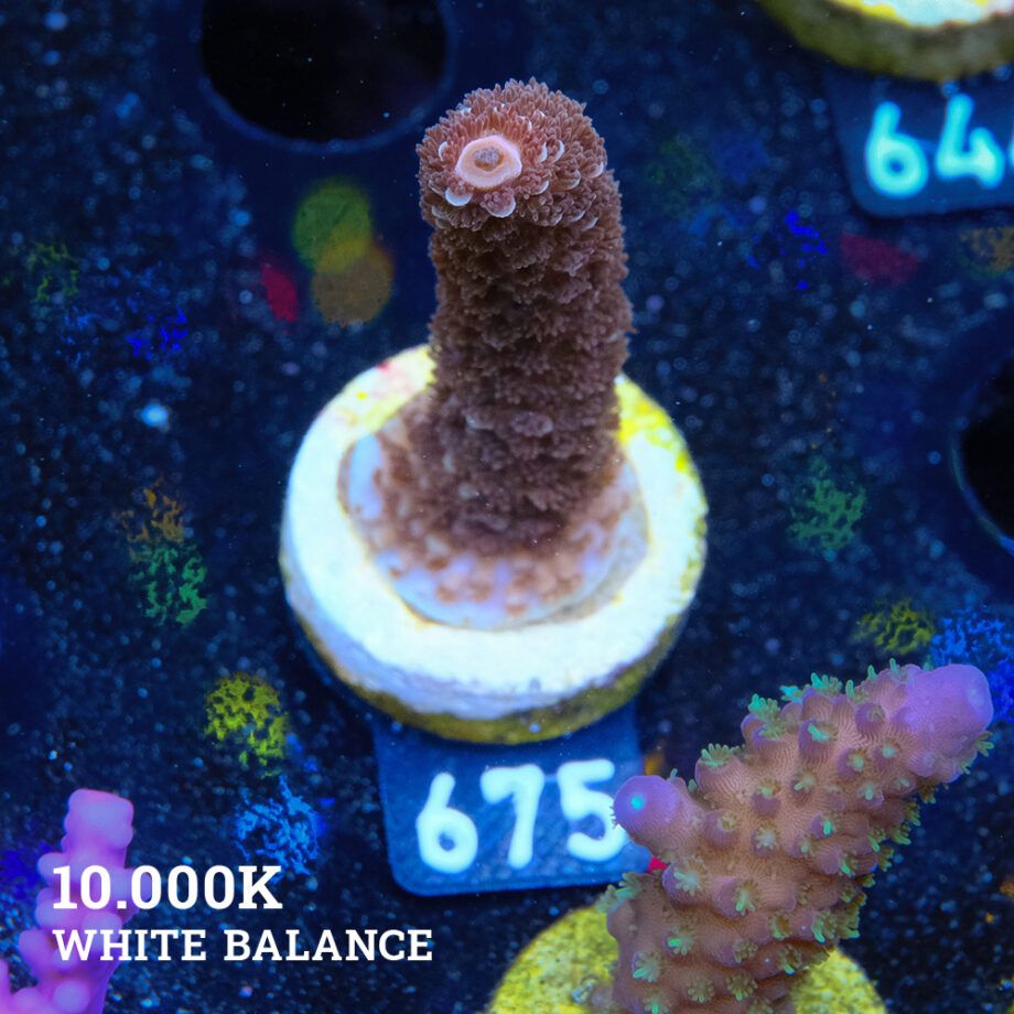 Acropora Aspera
