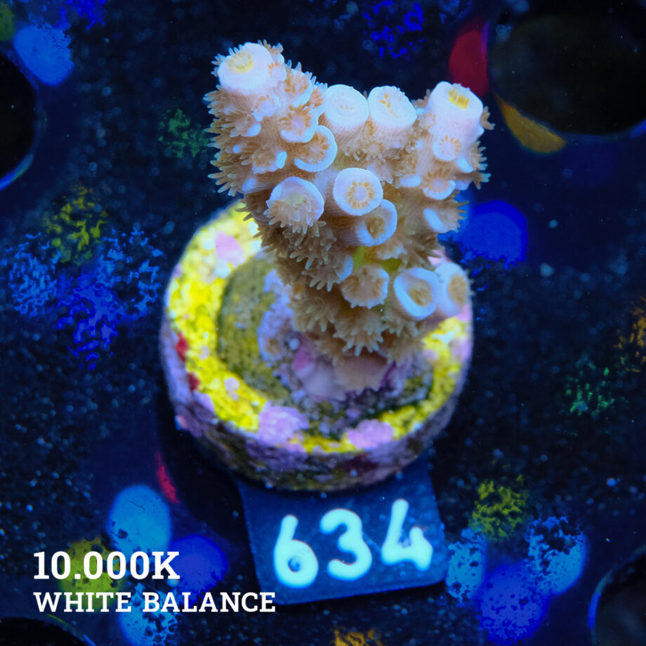Acropora Tenuis