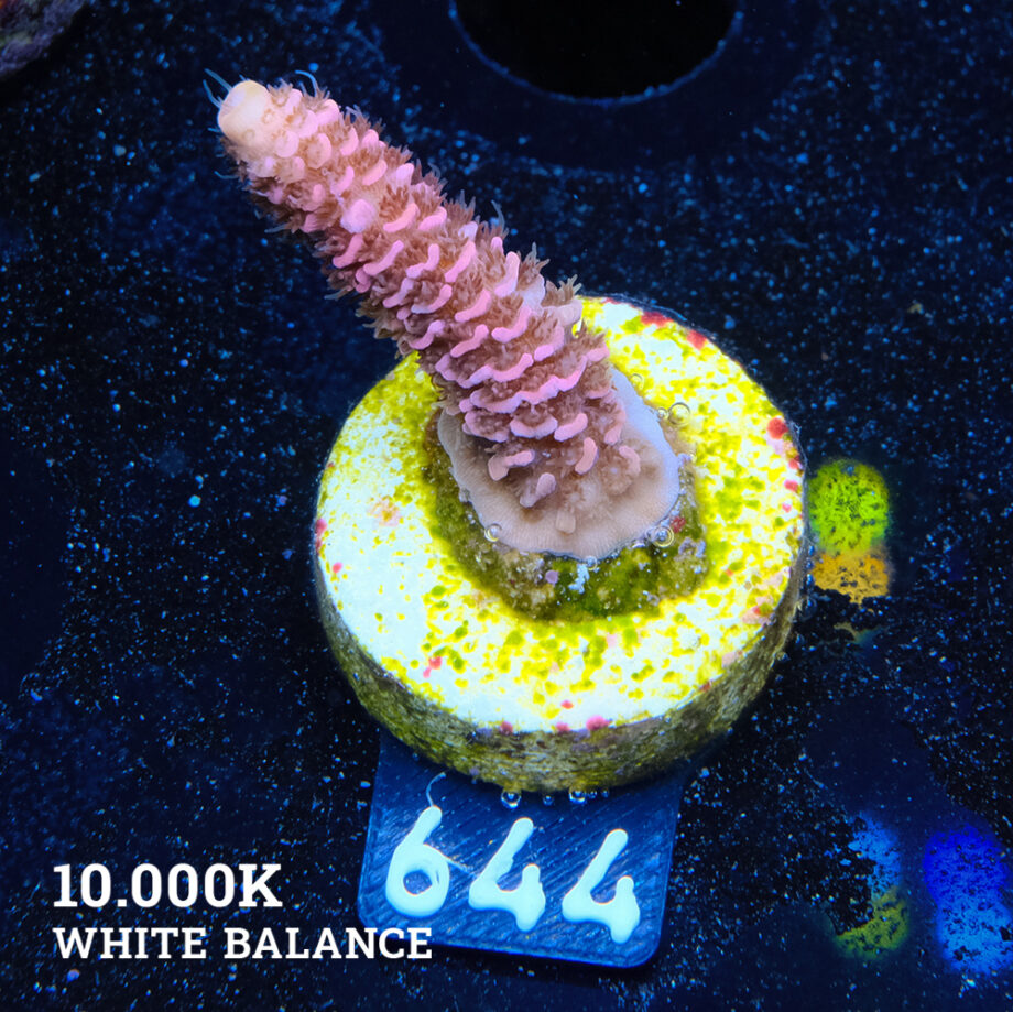 Acropora Millepora 'Pink'