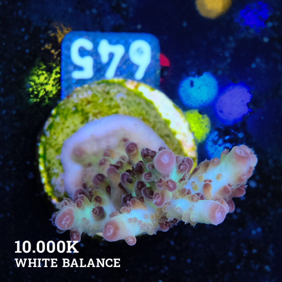 Acropora 'Aussi Fluo