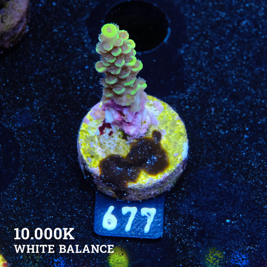 Acropora Tenuis 'Yellow' B-goods
