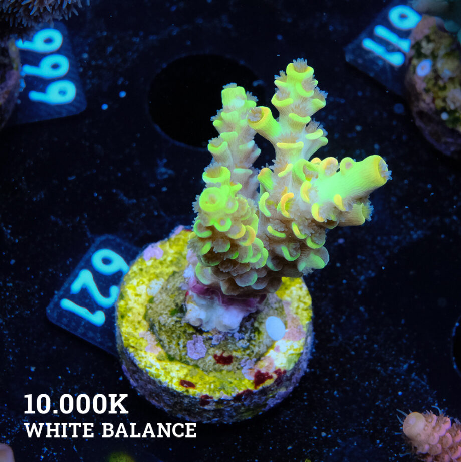 Acropora Tenuis 'Amarilla