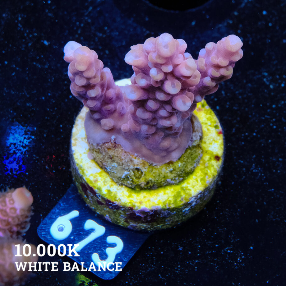 Acropora Rosaria