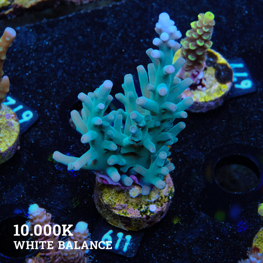 Acropora Turkani