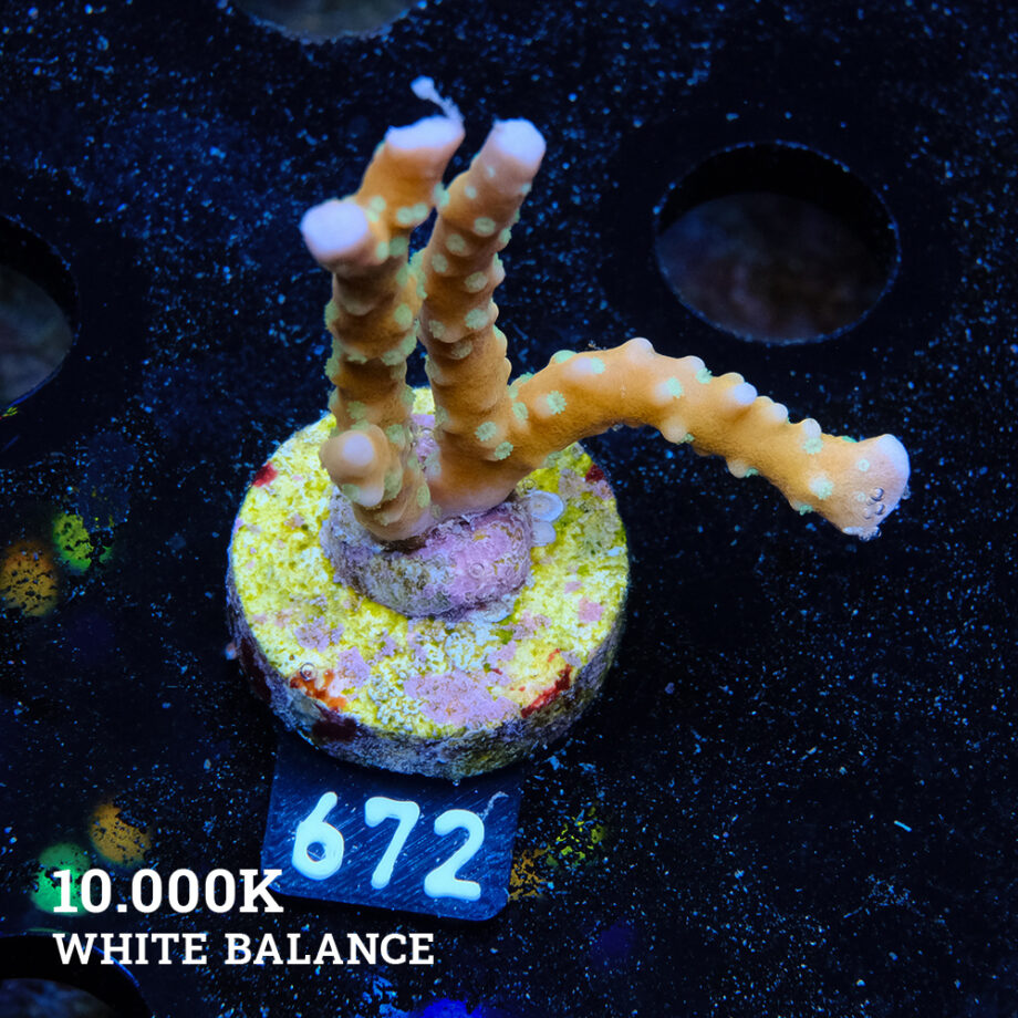 Anacropora 'Tropicana'