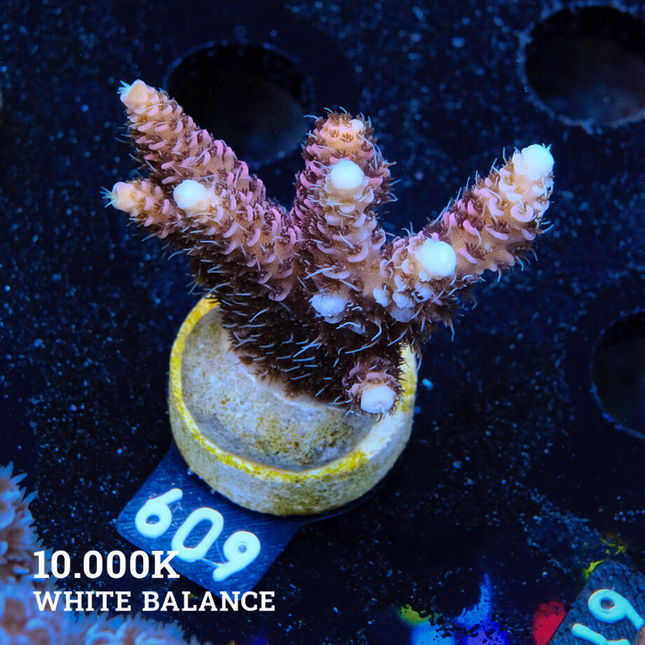 Acropora Millepora 'Rosa
