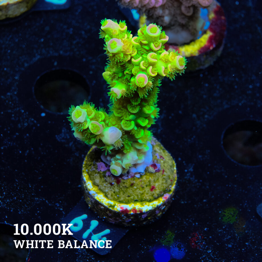 Acropora Tenuis 'Green Rainbow Ultra'