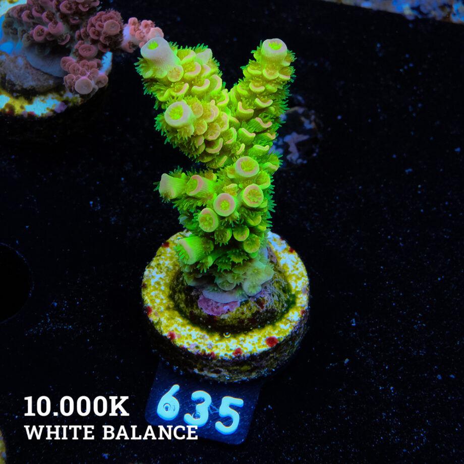 Acropora Tenuis 'Green Rainbow Ultra'