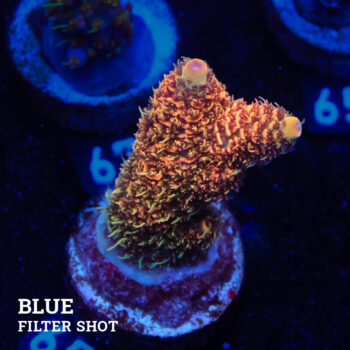 Acropora Millepora 'Orange'