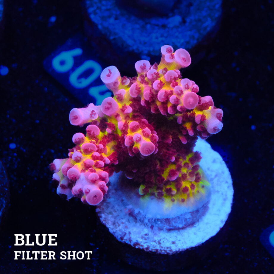 Acropora 'Fluo Bicolor'