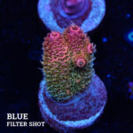 Acropora Millepora 'Pink Rainbow'