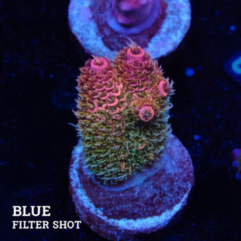 Acropora Millepora 'Pink Rainbow' (Arco iris rosa)