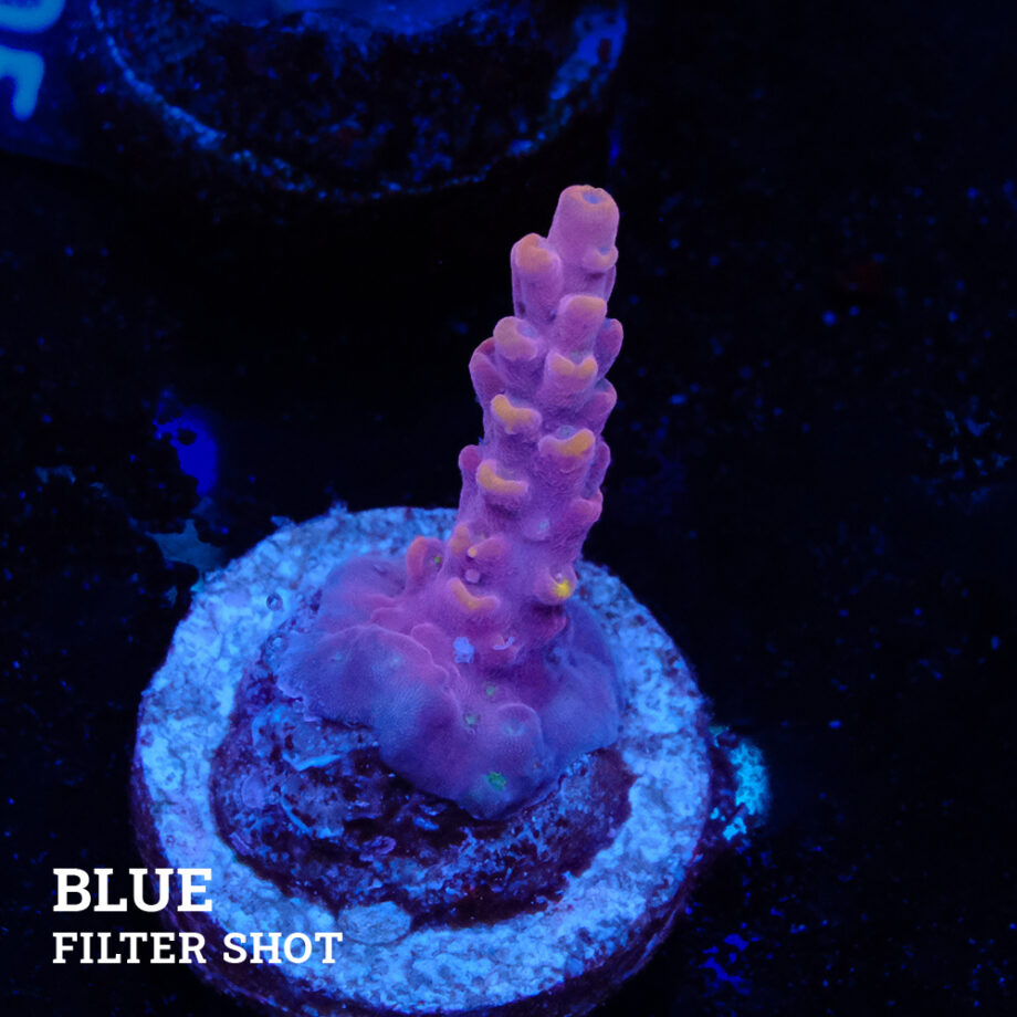 Acropora Rosaria