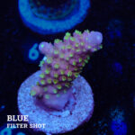 Acropora Gimmifera "Tricolor