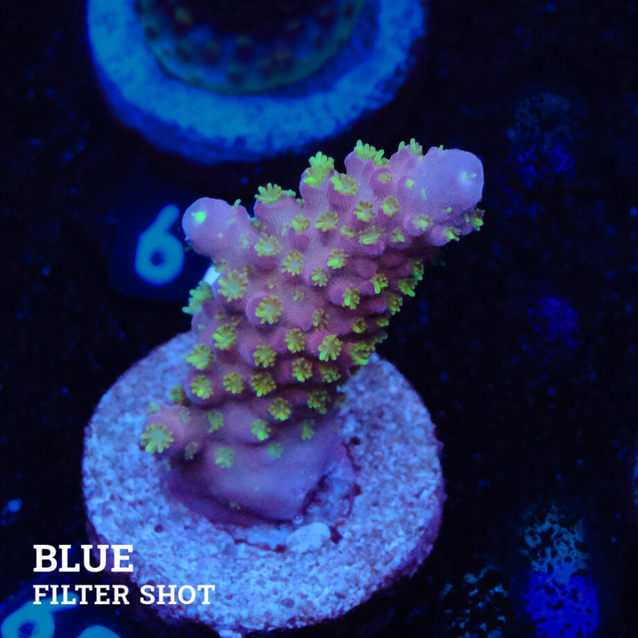 Acropora Gimmifera 'Tricolor'