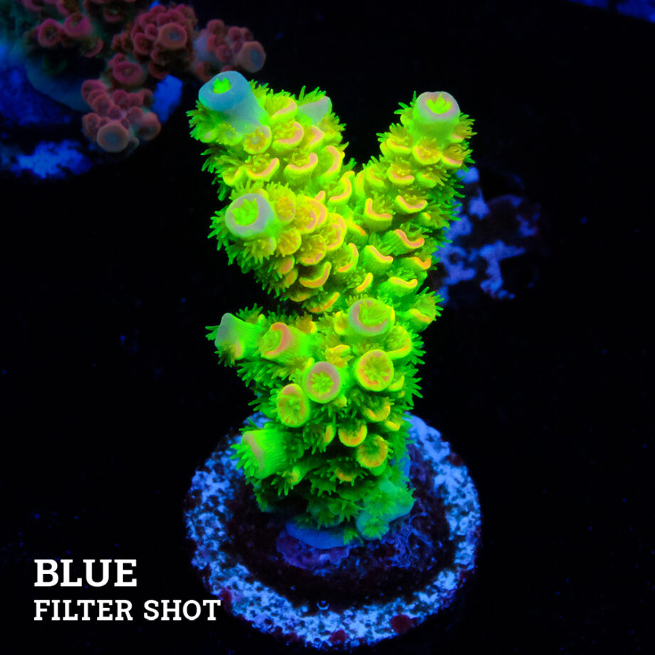 Acropora Tenuis 'Green Rainbow Ultra'