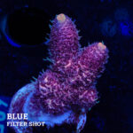 Acropora Millepora 'Pink'