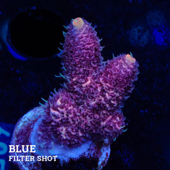 Acropora Millepora 'Rosa