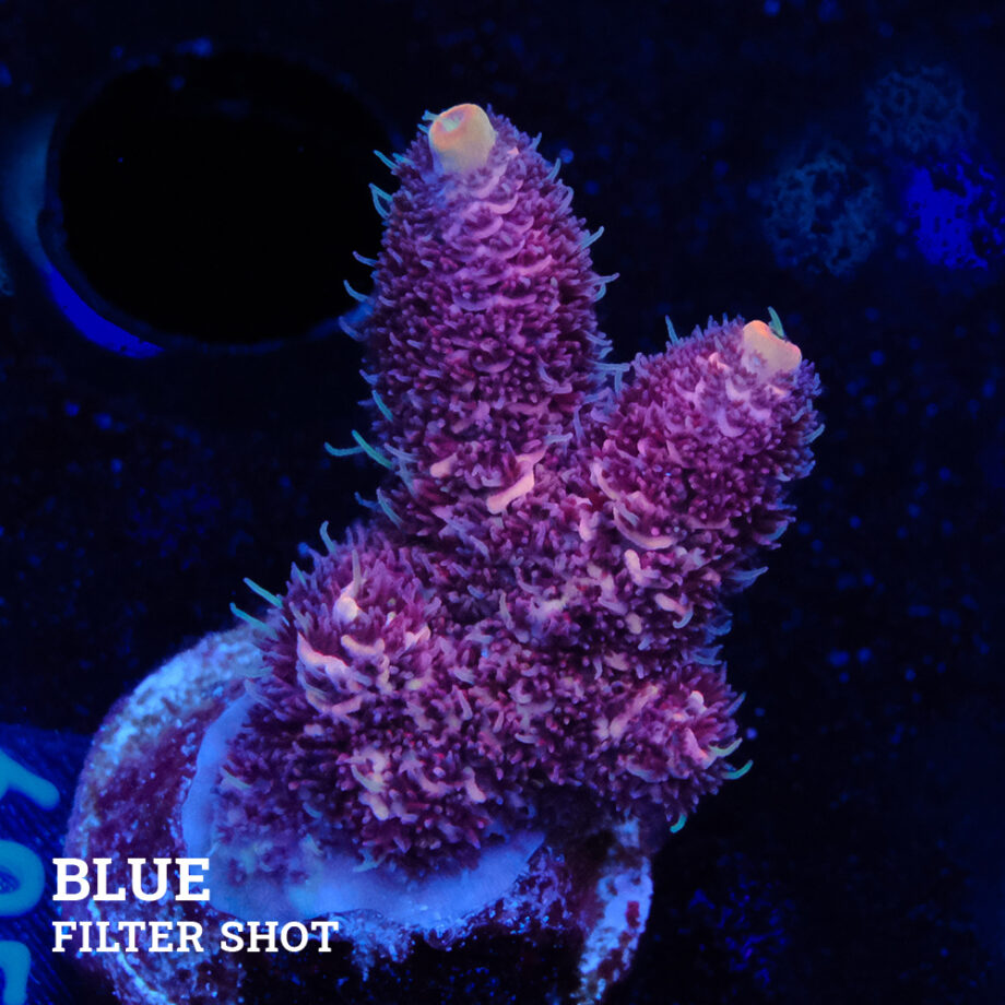 Acropora Millepora 'Rosa
